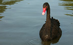 Fortress of the Black Swans