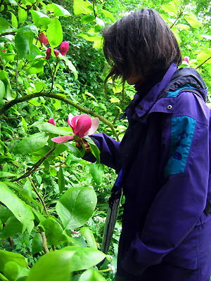 magnolia tree flower. Magnolia tree with flowers,