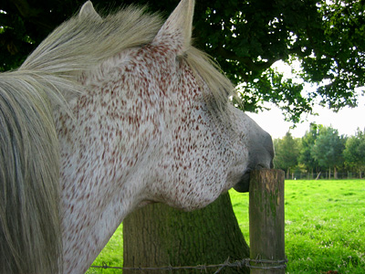 horse scratching post