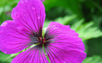King Beorthwulf's Gardens