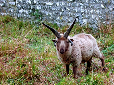 Manx Loghtan sheep at East Dean