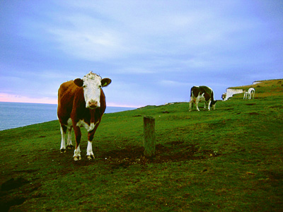 Cows on the clifftops of the Seven Sisters