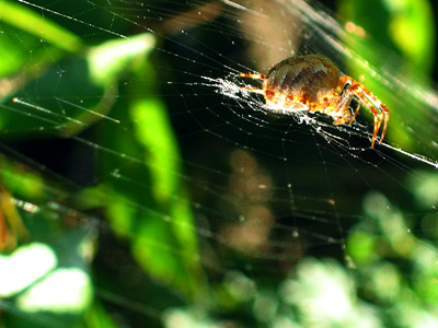 Spider, Friston Forest