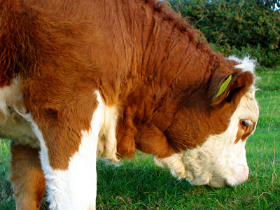 Hereford cow grazing at Crowlink, East Sussex