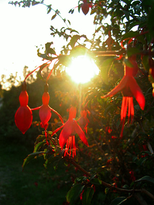 Sun through fuchsia flowers