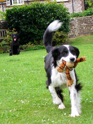 Border collie and labrador playing fetch outside the Tiger Inn, East Dean village, East Sussex