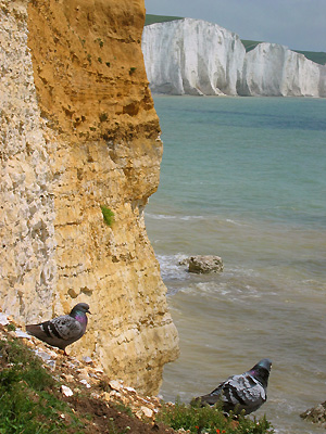 Pigeons on the White Cliffs