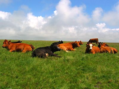 Cattle resting at Seaford Head