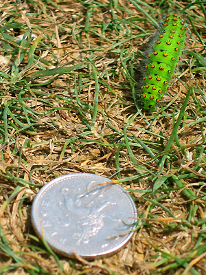 Green caterpillar, Seaford Head