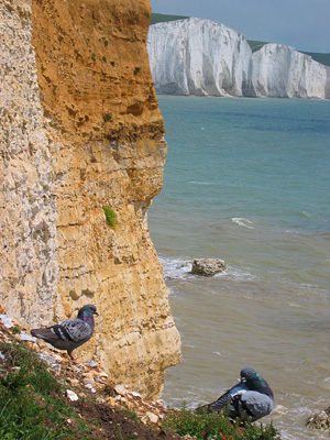 Pigeons on the cliffs at Hope Bottom, Seven Sisters in background
