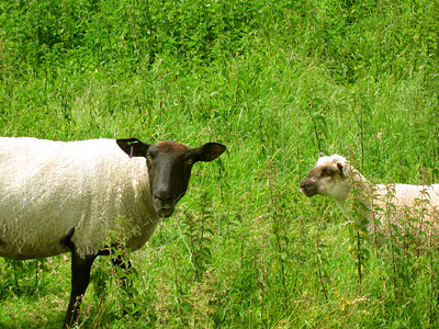 Ewe and lamb, Cuckmere Haven