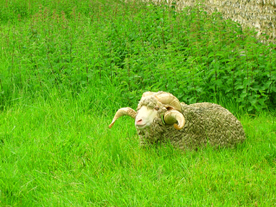 Sheep, resting, lying down, horns, horned, meadow, pasture, nettles, stone wall, green, lush, grass, East Dean, East Sussex, England, Britain, UK, May 2007