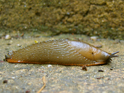 Black slug, Arion ater, optical, sensory, tentacles, pneumostome, foot fringe, close-up, closeup, magnified, slimy, step, concrete, East Dean, East Sussex, England, Britain, UK, May 2007
