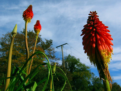 Flowering red hot pokers, Kniphofia