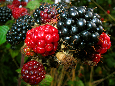 Blackberries near Tiptree
