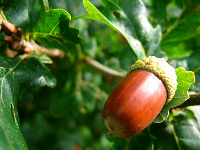 A mature acorn on an oak tree