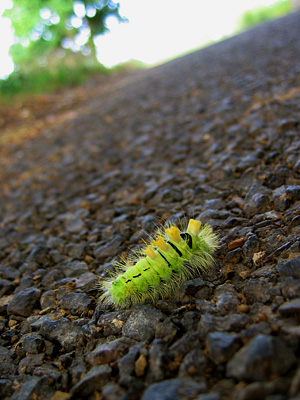 A hairy caterpillar, a pale tussock moth in larval form