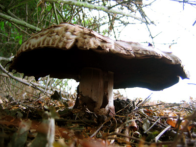Mushroom on path near Little Totham, Essex