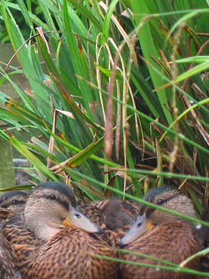 Ducks, Benington, Hertfordshire, England, Britain, UK