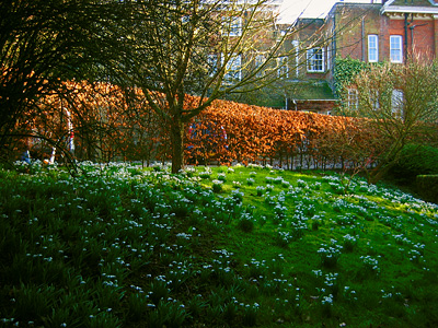 Snowdrops at Benington Lordship gardens, Hertfordshire