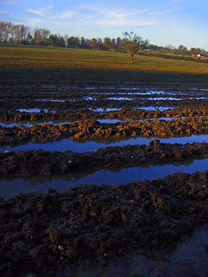 Muddy field near Benington, Hertfordshire
