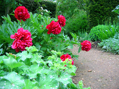 Red peonies, Benington Lordship gardens, Benington, Hertfordshire, England, Britain, UK