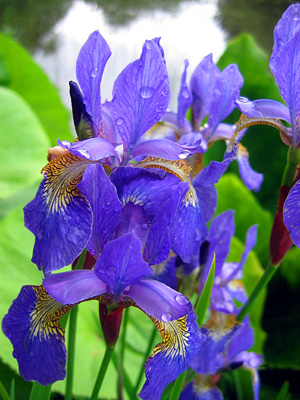 Iris, close-up, Benington Lordship gardens, Benington, Hertfordshire, England, Britain, UK
