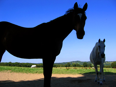 Horses in silhouette near Bodiam