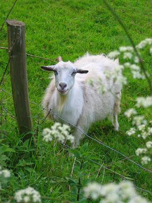Goat in field, Haiselman's Farm, Salehurst, East Sussex, England, Britain, UK