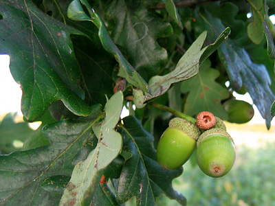Acorns on an English oak tree