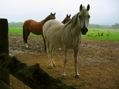 Horses near Neals Farm, Bodiam