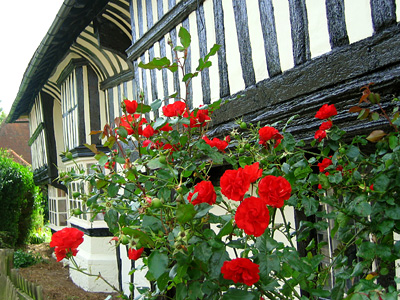 Rose bush and half-timbered house in Harrietsham village