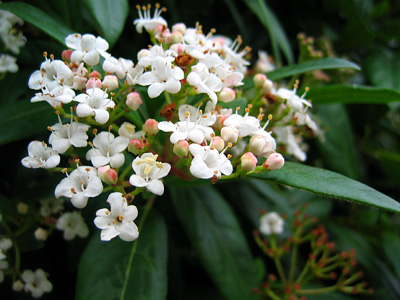 A white flower, possibly a Vibernum