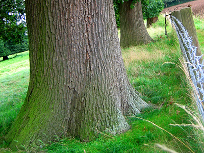Oak and chestnut trees, Leeds Castle grounds