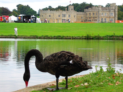 Black swan, Cygnus atratus, Leeds Castle