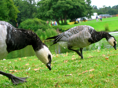 Geese grazing at Leeds Castle