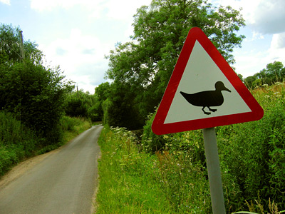 Caution: ducks crossing! On the hill up to Fairbourne Manor Farm.