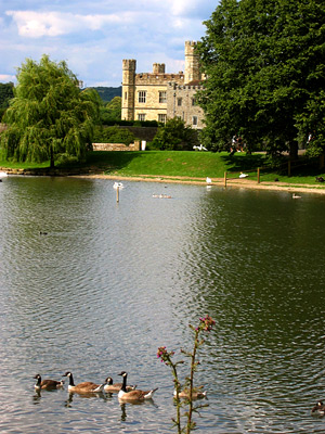 Canada geese, Branta canadensis, on the Great Water at Leeds Castle