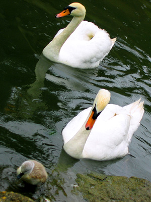 White swans in the moat at Leeds Castle