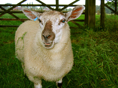 Lamb at Leeds Castle