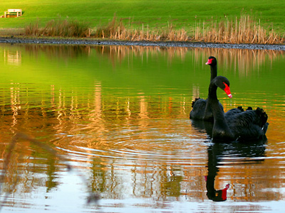 Black swans at Leeds Castle