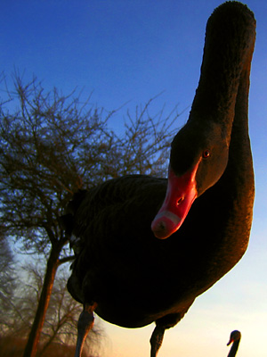 Close-up of a black swan at Leeds Castle