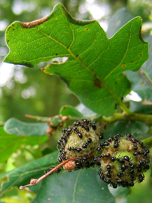 Ants on acorns, with oak leaf