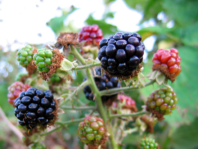 Blackberries ripening at Rowhedge, Essex