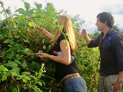 Picking blackberries on the path near Rowhedge, Essex
