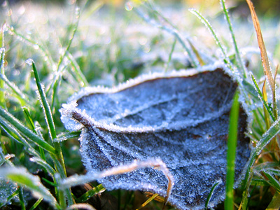 Frost on a leaf on the Grand Union Canal towpath at Tring