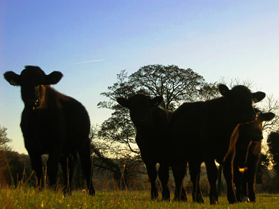 Cattle on the path near Little Stocks farm