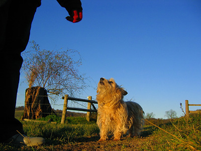 Trouble, the terrier. Near Little Stocks Farm, Aldbury