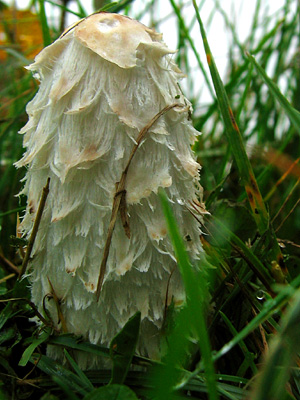 Coprinus comatus mushroom in a field near Ash Priors, Somerset