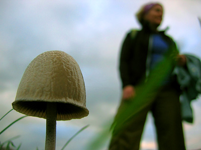 Panaeolus mushroom in a field near Halse, Somerset